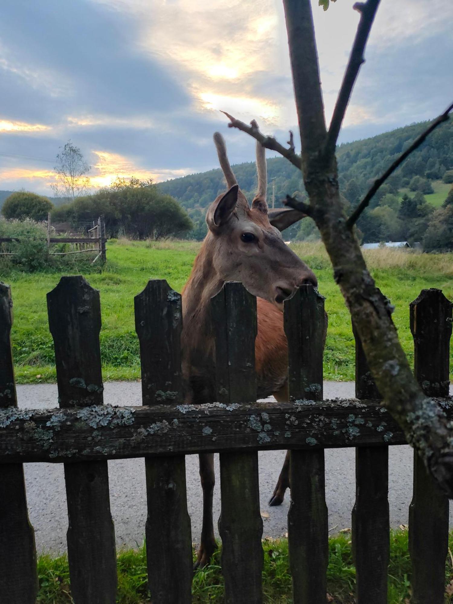 Goralska Czarcia Chata Pod Jalowcem ストリシャバ エクステリア 写真