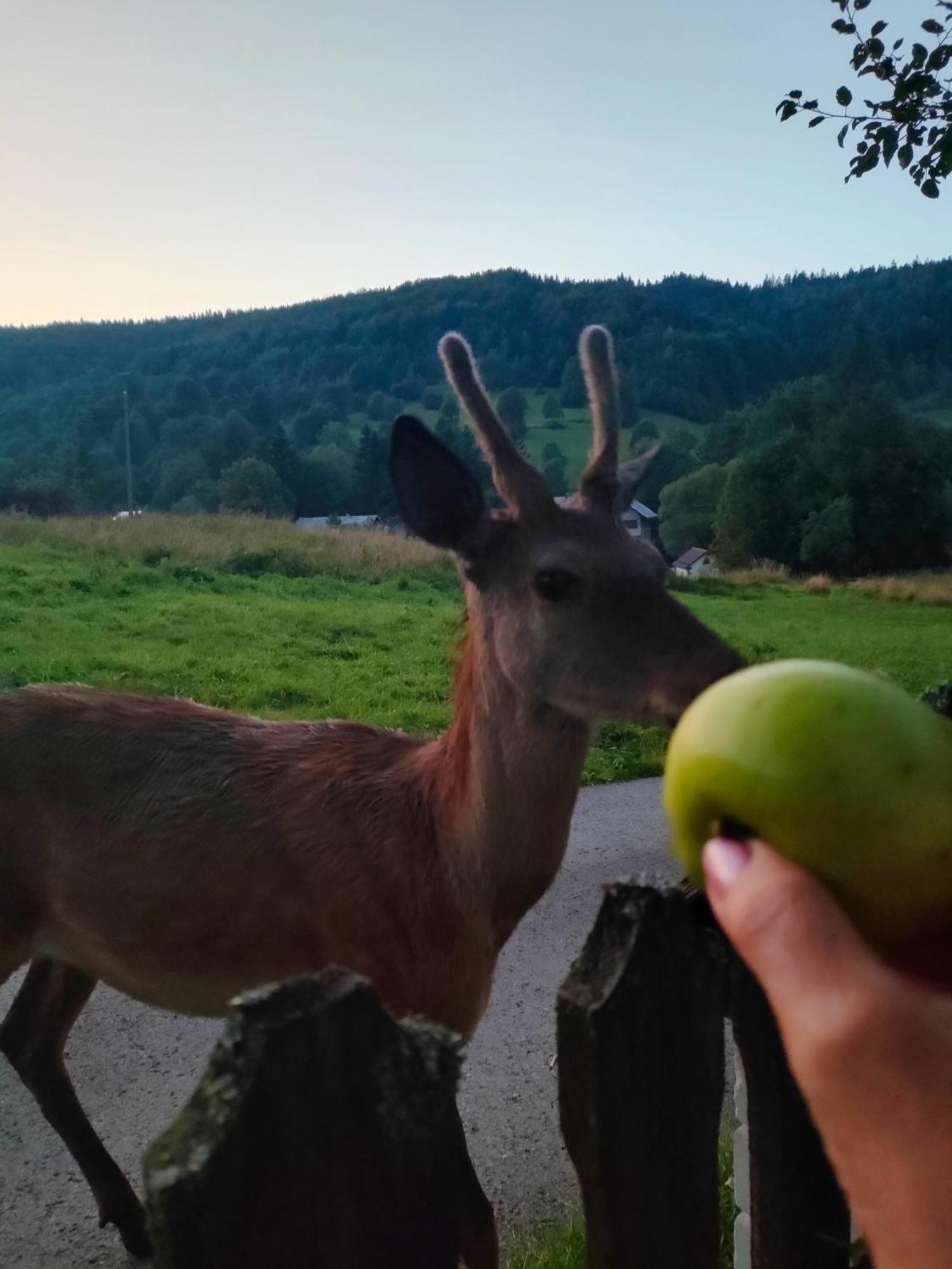Goralska Czarcia Chata Pod Jalowcem ストリシャバ エクステリア 写真
