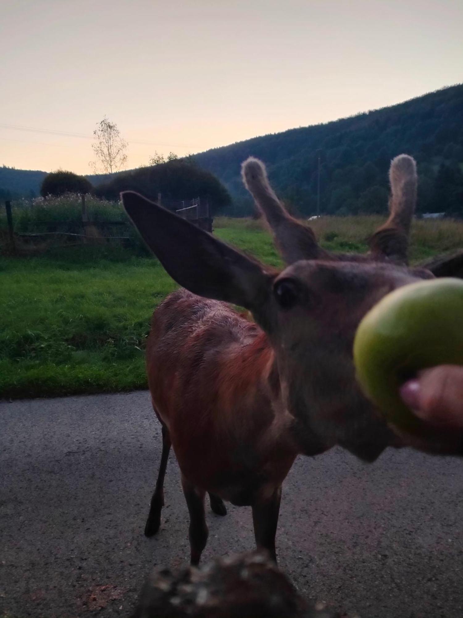 Goralska Czarcia Chata Pod Jalowcem ストリシャバ エクステリア 写真
